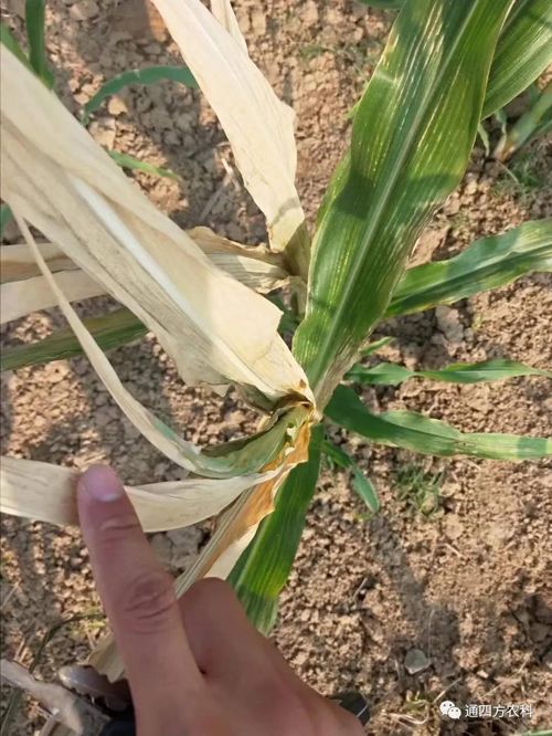 ���쵽����������ģʽ���_������������ɶΣ��������A(y��)����