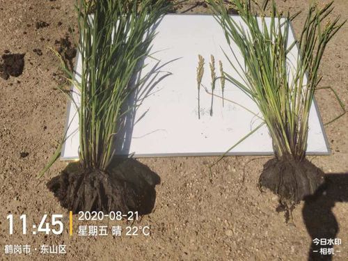 ͨ�ķ��r�Ƹ����;��׏ͺϷ���ˮ���ϵ�Ч�����F